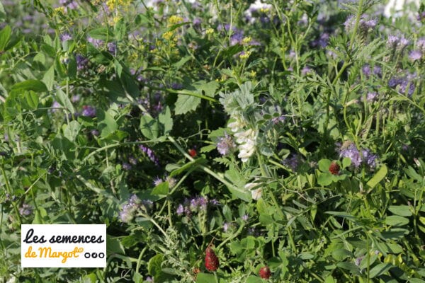 Mélange de graines bio Marevert améliorant annuel sac de 1 kg