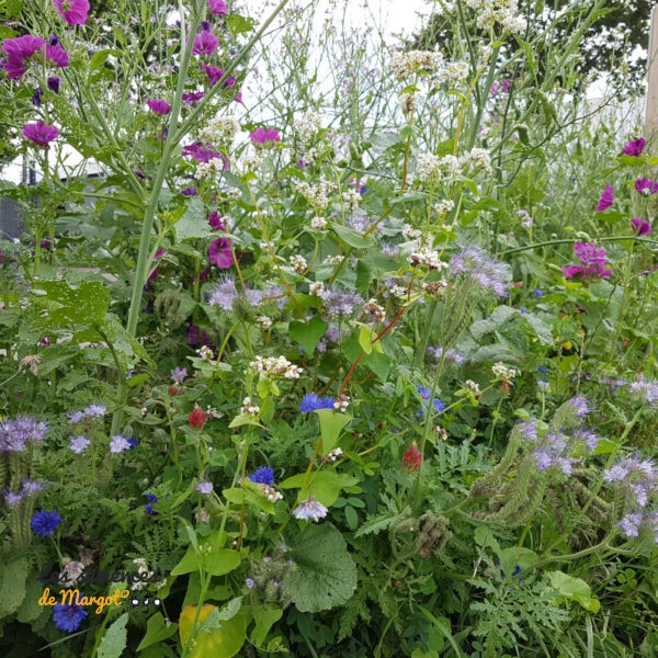 Mélange de graines bio mellifère annuel - sac de 1 kg