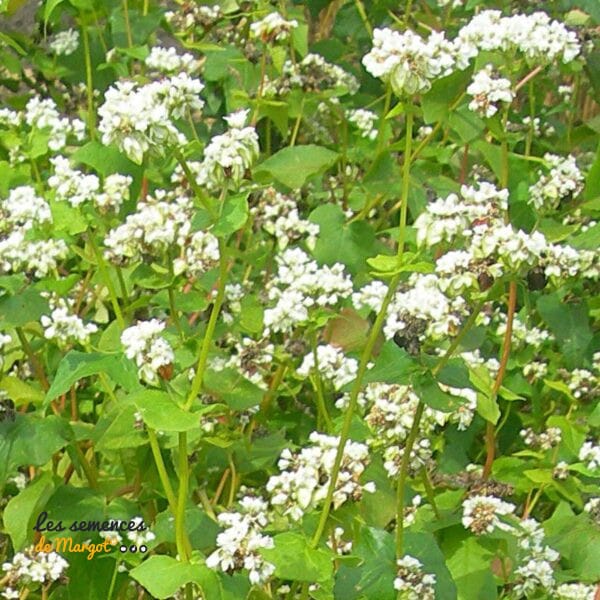 Graines de Sarrasin Bio – sac de 1 kg