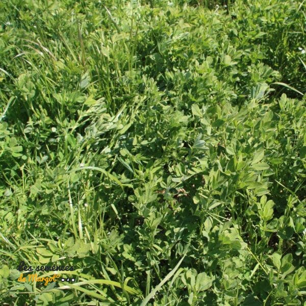 Mélange de graines de Trèfle et Luzerne bio – Sac de 1 kg
