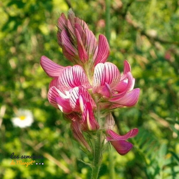 Graines de Sainfoin Bio – Sac de 1 kg