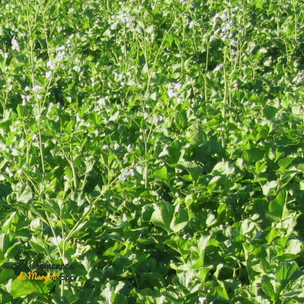 Graines de Radis Oléifère Bio – Sac de 1 kg