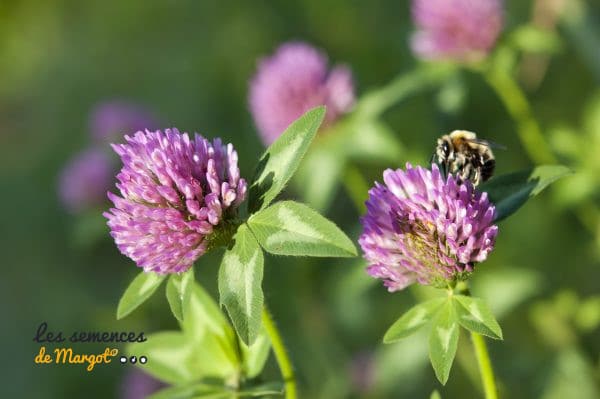 Graines de Trèfle Violet Bio (d) – Sac de 1 kg