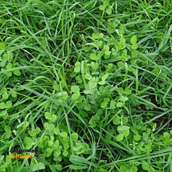 Mélange de graines bio Marevert Biohumus - sac de 1 kg