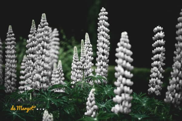 Graines de Lupin bleu de printemps bio - Sac de 1 kg